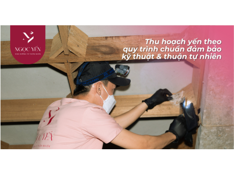 NHÀ YẾN CHỢ HƯNG ĐIỀN B